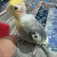 اسباب بازی|اسباب‌بازی بچه|شادگان, |دیوار