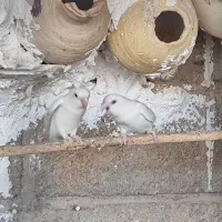 طوطی برزیلی البینو