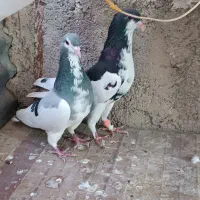 کفتر پرشی|پرنده|شیراز, ارم|دیوار