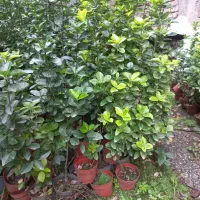 فروش شمشاد|گل و گیاه طبیعی|کومله, |دیوار