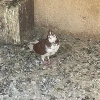 ۳ عدد کبوتر غریبگیری عالی|پرنده|شهریار, شهریار|دیوار