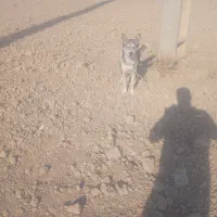 هاسکی|سگ|پیشوا, |دیوار