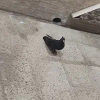 داغ آبادانی