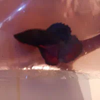 فایتر مولد|ماهی|سلماس, |دیوار