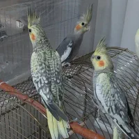 جوجه عروس هلندی دو ماهه