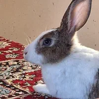 واگذاری خرگوش|موش و خرگوش|تبریز, |دیوار