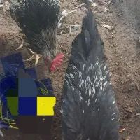 فروش جوجه مرغ وخروس