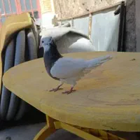 فروش فوری طوقی|پرنده|خانمیرزا, |دیوار