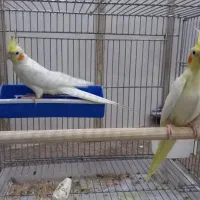 فروش یک جفت عروس لوتینو