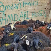 36 راس بره نرینه