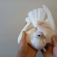 کبوتر ساده . چپ|پرنده|مشهد, آزادشهر|دیوار