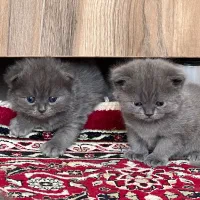 گربه نژاد اسکاتیش فولد|گربه|کرمان, |دیوار