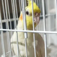 عروس هلندی گمشده