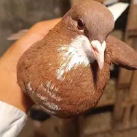 کبوتر خوشرنگ سرخ گلدار