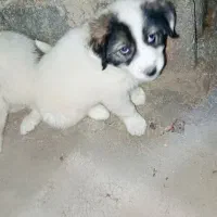 ۲عددتوله سگ ۲ماهه مادرگرگی پدردورگه