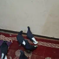 دم سفید
