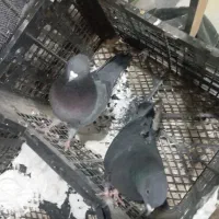 کفتر کبوتر پرشی|پرنده|اندیشه, اندیشه فاز ۲|دیوار