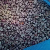 لوبیا|خوردنی و آشامیدنی|مهربان, |دیوار