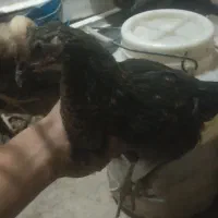 جوجه برهما و محلی