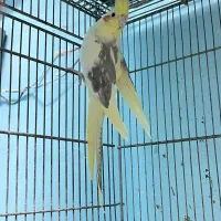 عروس هلندی دوکت ماده