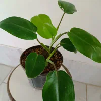 گلهای طبیعی|گل و گیاه طبیعی|گلپایگان, |دیوار