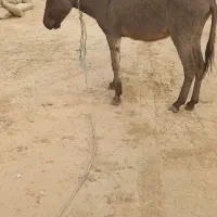 الاغ ماده سالم و جوان