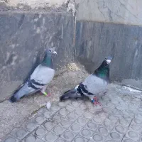 دوتاشم صیدکردم از سوله.شما.رم توضیحات