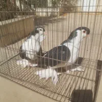 کبوترپلاس|پرنده|قم, شهرک قدس|دیوار