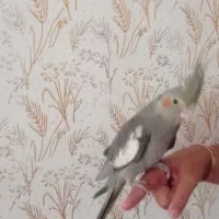 جوجه عروس هلندی 45 روزه|پرنده|سراب, |دیوار