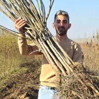 نهال گردو آلتای ترکیه