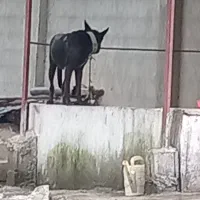 سگ نگهبان