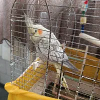 عروس هلندی|پرنده|معصومیه, |دیوار