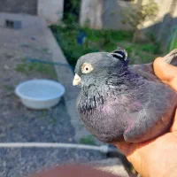 یک عدد زاغ نر گمشده مژدگانی داده میشود