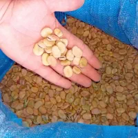 باقله شاخ بزی درجه یک|خوردنی و آشامیدنی|چگنی, |دیوار