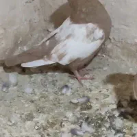 جفت سینه زرد نرماده|پرنده|تربت جام, میان جام|دیوار