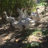 فروش غاز و بوقلمون