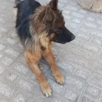 سگ ژرمن