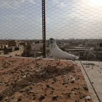 کبوتر پرشی|پرنده|اصفهان, عمان سامانی|دیوار