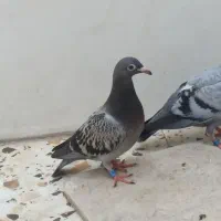 جوجه پلاکی