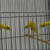 قناری جیبوس جیور سرخ پرسپولیس