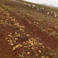 انبار-برای-سیب-زمینی