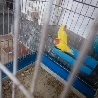 طوطی برزیلی جفت شده از لونه در نمیان