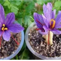 منشی خانوم شیفت عصر شرکت کشاورزی نیازمندیم