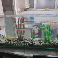 بچه ماهی گوپی گلد وارداتی