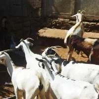 بزسومالی|حیوانات مزرعه|خورموج, |دیوار