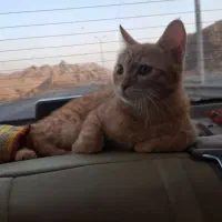 وگذاری