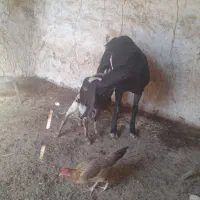 پاکستانی شیری با دوکهره نروماده