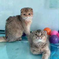 گربه. گلد. اسکاتیش. بریتیش. مناسب