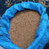 کنجد شسته شد امساله