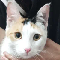 واگذاری گربه کالیکو